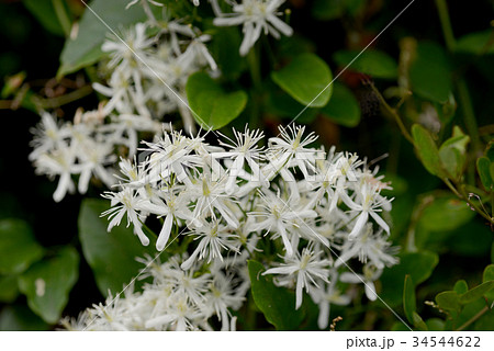 センニンソウ センニンソウ 34544622