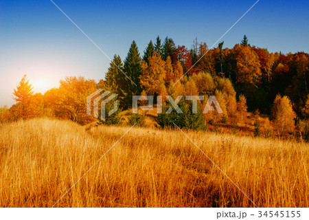 autumn park beautiful yellow tree autumn park beautiful yellow tree 34545155