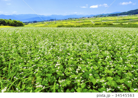 蕎麦畑と水田 蕎麦畑と水田 34545563