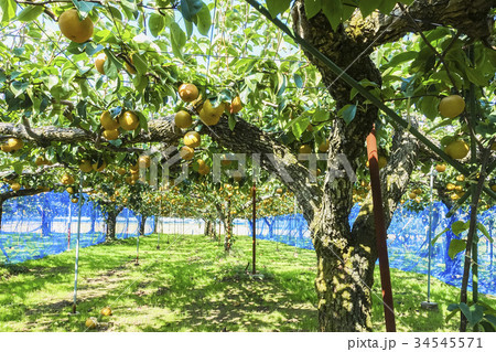 梨たわわ 梨たわわ 34545571