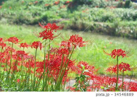 琵琶湖の曼殊沙華 琵琶湖の曼殊沙華 34546889