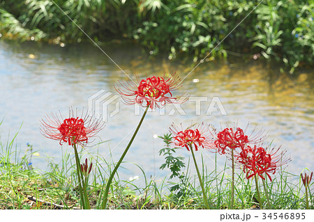 琵琶湖の曼殊沙華 琵琶湖の曼殊沙華 34546895