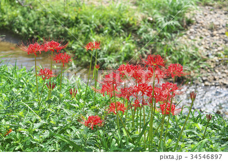 琵琶湖の曼殊沙華 34546897