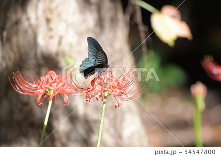 彼岸花とナガサキアゲハa2 34547800