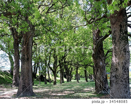 楠若葉公園 34548085