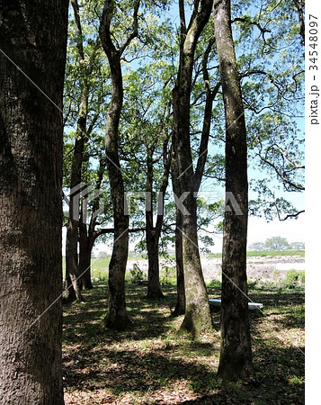 楠若葉公園 34548097