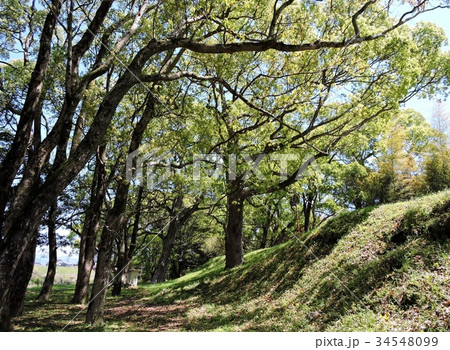 楠若葉公園 34548099