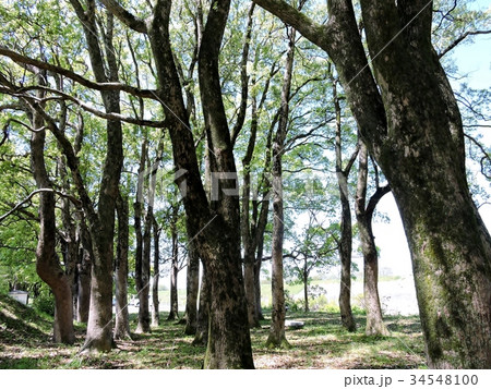 楠若葉公園 34548100