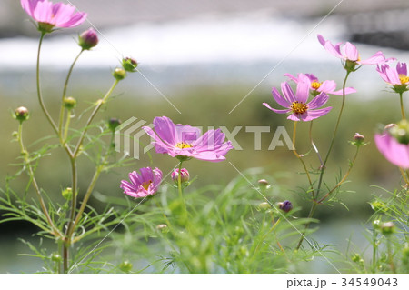 入間川とコスモス 34549043
