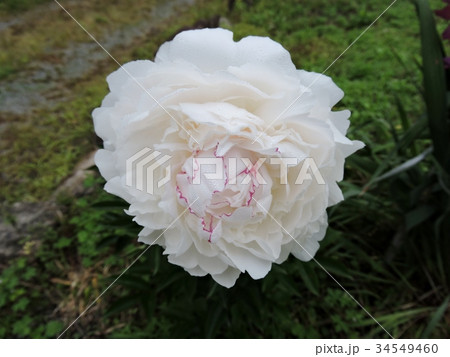 シャクヤクの花 シャクヤクの花 34549460