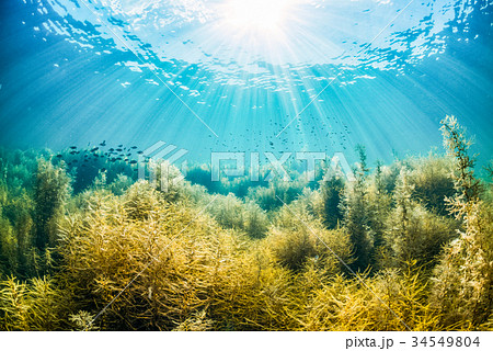 能登島の海藻 34549804