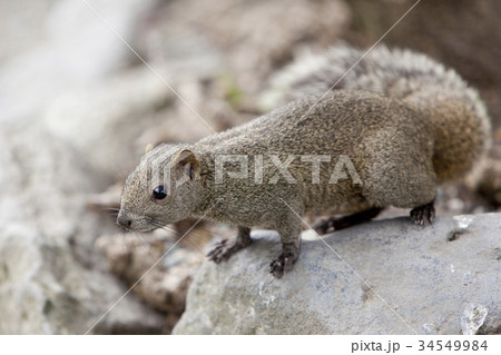 タイワンリス タイワンリス 34549984