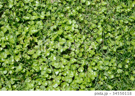 チドメグサ 34550118