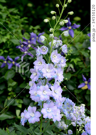 デルフィニウム デルフィニウム 34550120