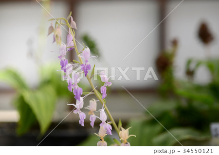 ナツエビネ 34550121