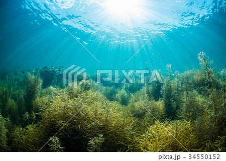 アマモの群生地、能登島にて 34550152