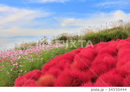 コキアとコスモス 34550444