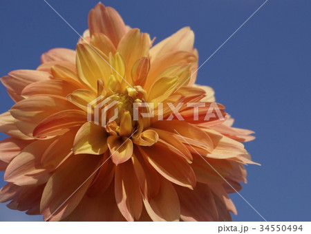 ダリア 花オレンジ色 ダリア 花オレンジ色 34550494