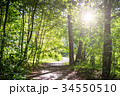 Dirt road deep in the forest. 34550510