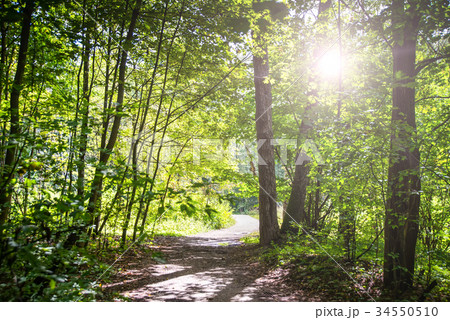 Dirt road deep in the forest. Dirt road deep in the forest. 34550510