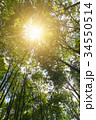 Green forest. Sun light through treetops. 34550514