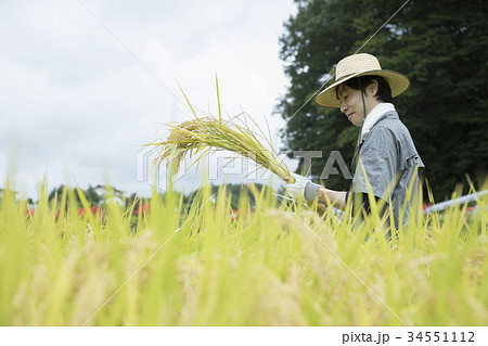 刈り取った稲を見つめる男性 米農家 刈り取った稲を見つめる男性 米農家 34551112