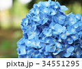 アジサイの花 34551295