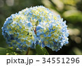 紫陽花のはな 34551296