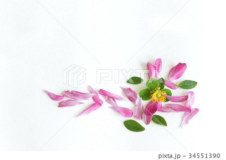 花びら 34551390