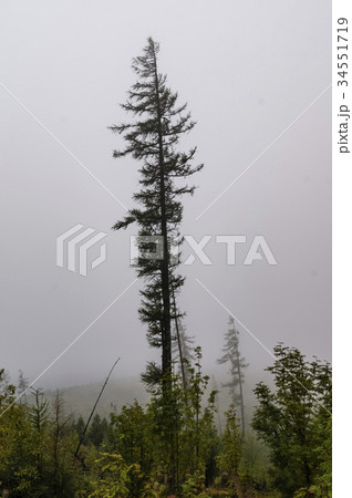 forest in the fog 34551719