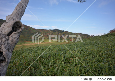 妙高の紅葉 黒沢池 妙高の紅葉 黒沢池 34552396