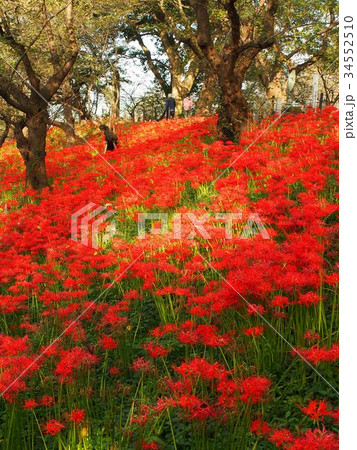 権現堂堤のヒガンバナ 34552510