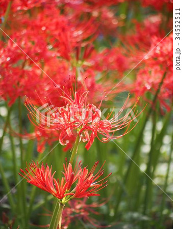 権現堂堤のヒガンバナ 34552511