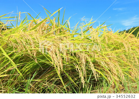 稲穂 34552632
