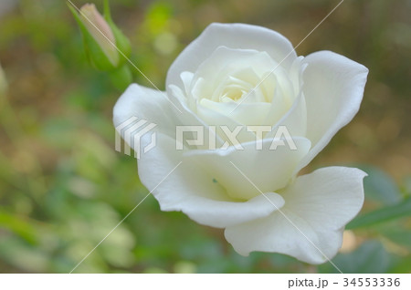 純白の薔薇（アイスバーグ） 34553336
