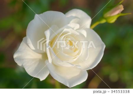 純白の薔薇（アイスバーグ） 34553338