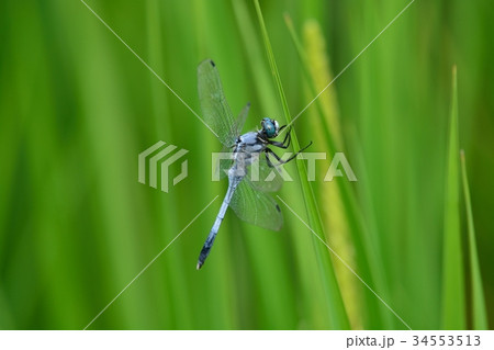 シオカラトンボ シオカラトンボ 34553513