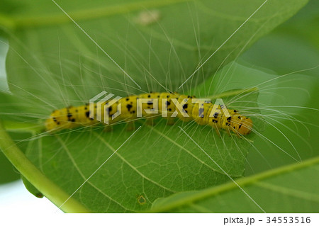 生き物　昆虫　シンジュキノカワガ、終齢幼虫は黒と黄のはっきりした虎模様になるはずですが・・・ 34553516