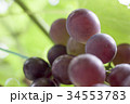 ブドウ 34553783