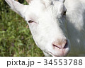 ヤギ 34553788