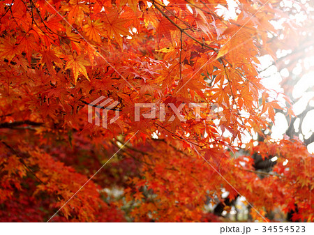 秋のイメージ:紅葉 34554523