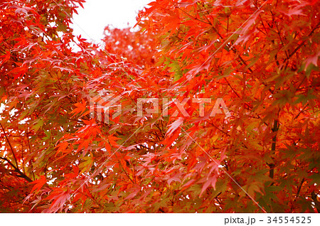 秋のイメージ:紅葉 秋のイメージ:紅葉 34554525