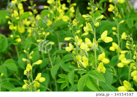 レモンイエローが美しいキバナセンダイハギ 34554597