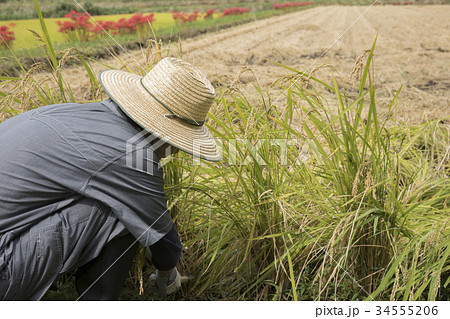稲刈りをする男性 34555206