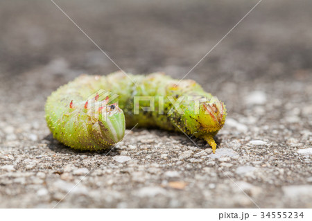 Big green worm walk on the ground Big green worm walk on the ground 34555234