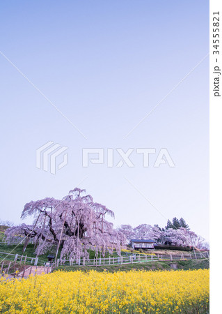三春の滝桜 34555821