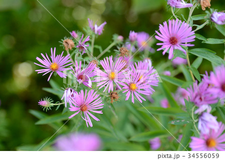 ネバリノギク ネバリノギク 34556059