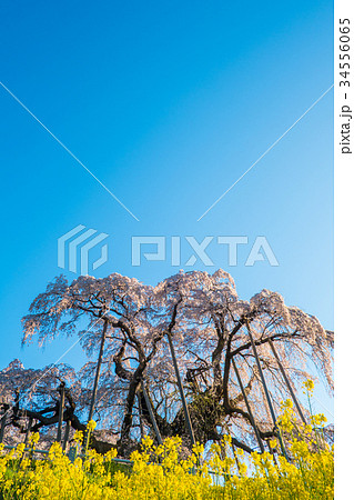 三春の滝桜 三春の滝桜 34556065