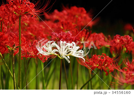 白い彼岸花 34556160