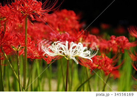 白い彼岸花 34556169